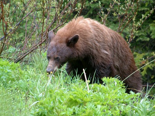 A bear in Waterton Lakes National Park. A bear in Waterton Lakes National Park.