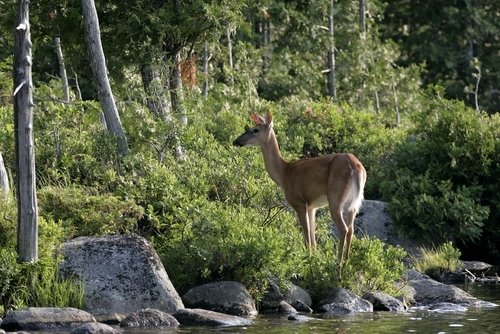 White-tailed deer on a lake,