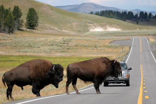 Yellowstone Park Images. Yellowstone National Park