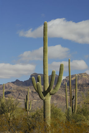 Organ Pipe Cactus National