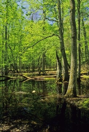 great-smoky-mountains-national-park-gatlinburg-tn204-thumb.jpg