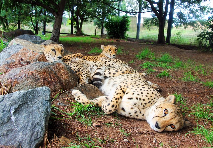 Cheetahs at the National Zoo