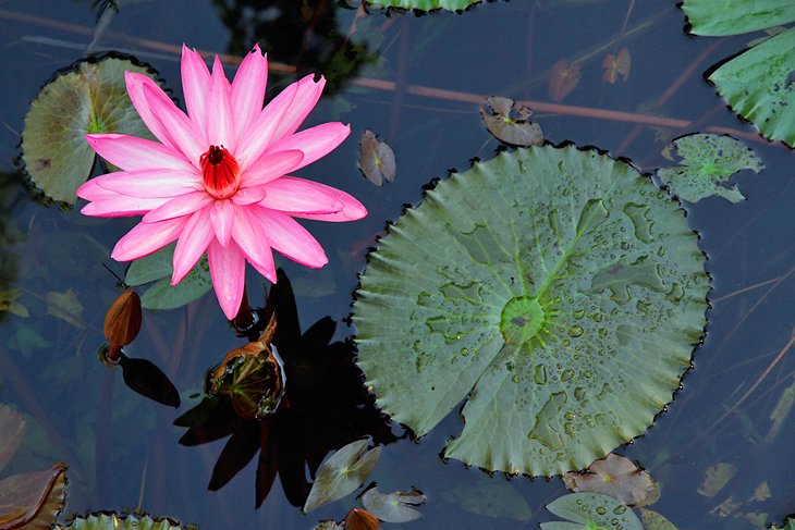 Water lily in Kakadu