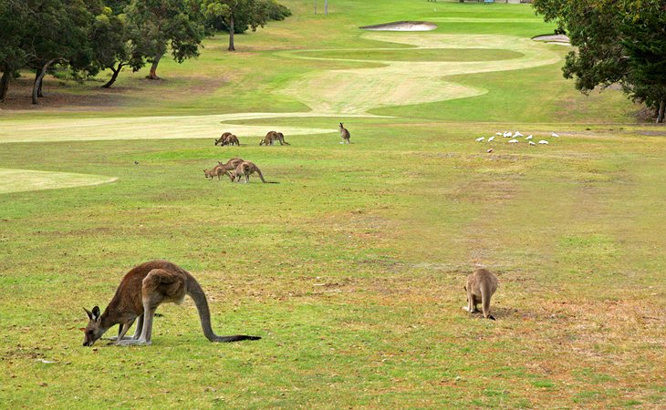 Golfing with Kangaroos