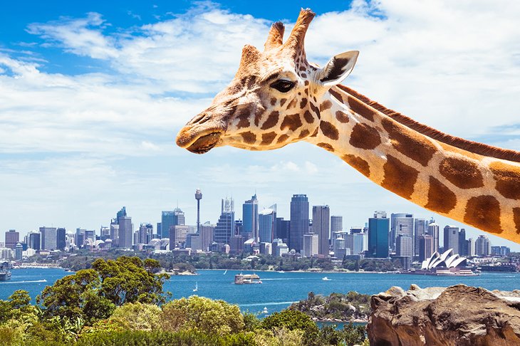 Taronga Zoo with a view of the Sydney skyline