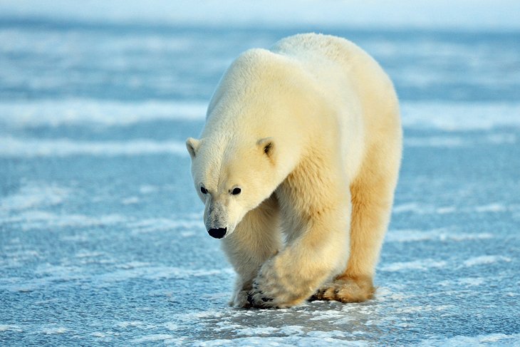 خرس قطبی چرچیل، مانیتوبا
