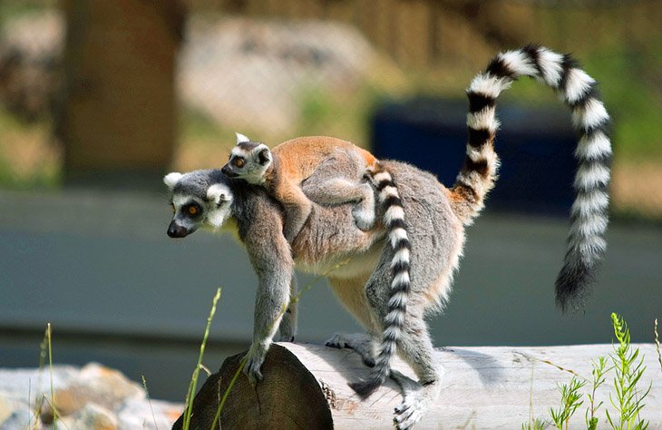 Edmonton Valley Zoo