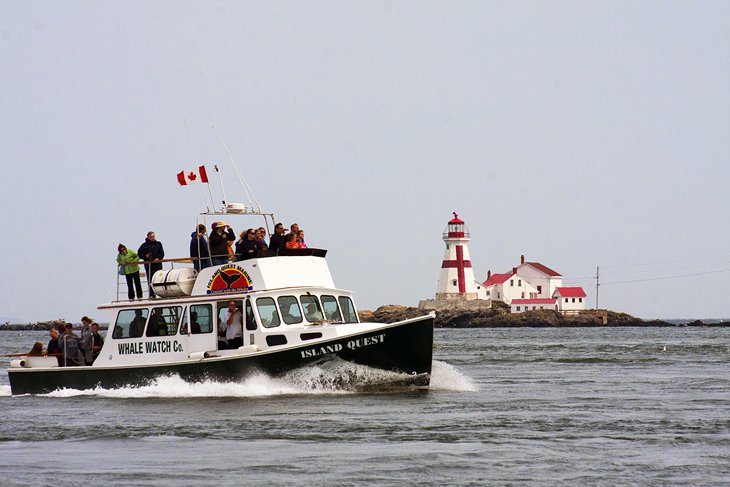 Whale Watching from St. Andrews-by-the-Sea