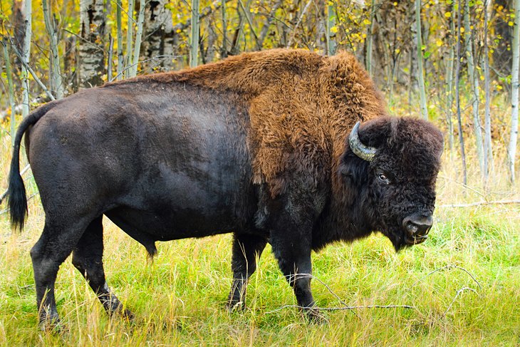 Wood buffalo
