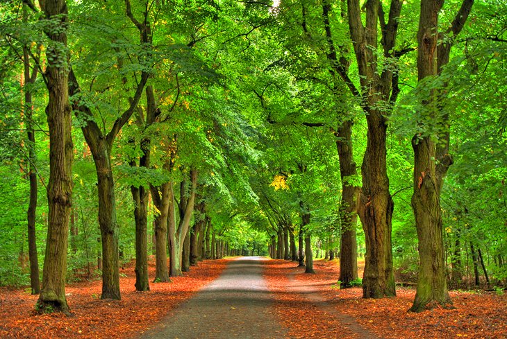 Grunewald Forest
