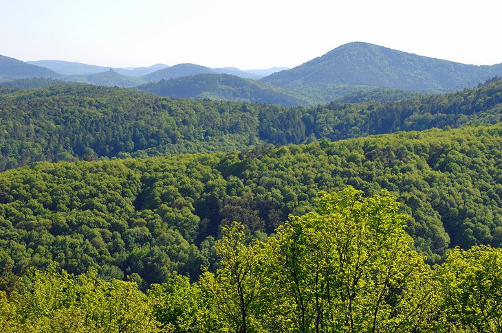 The Palatinate Forest 