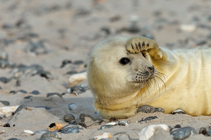 Heligoland