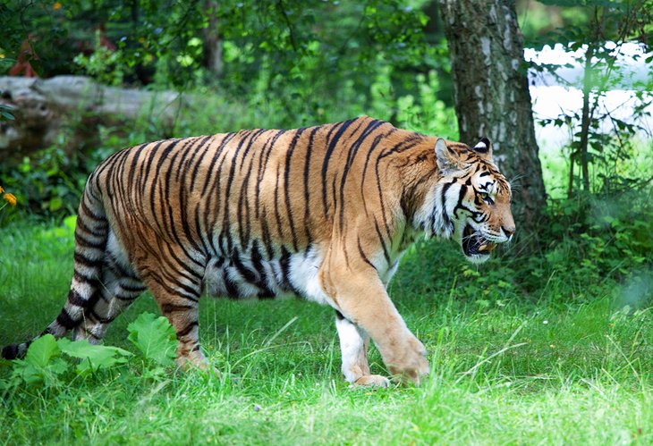 Knuthenborg Safari Park