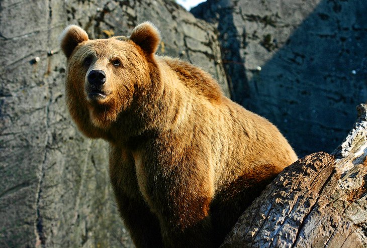 Copenhagen Zoo