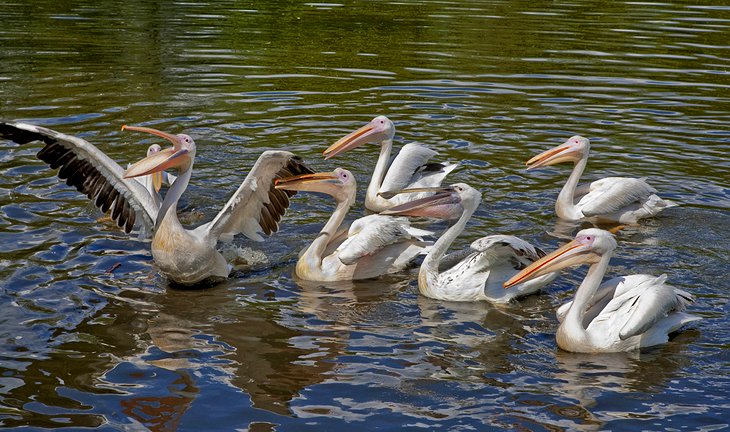 Pelicans, Odense Zoo