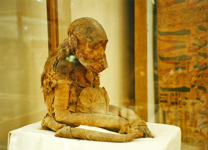 Mummified Monkey at the Egyptian Museum