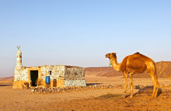 Bedouin Dinner Tours