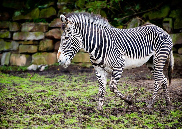 Zebra at the Chester Zoo