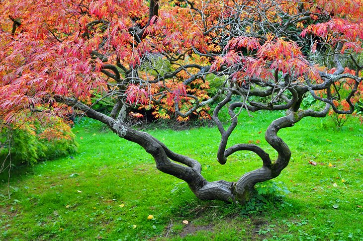 The Life of Trees: Explore the Arboretum