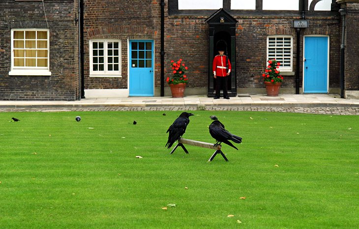 Tower of London Ravens