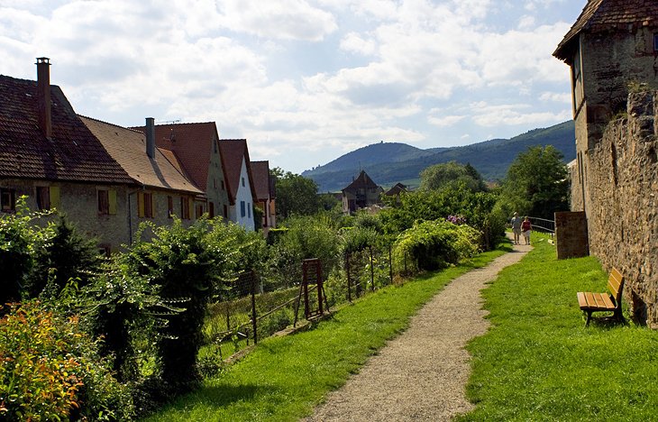 Paths through Rolling Hills to Picturesque Alsatian Villages