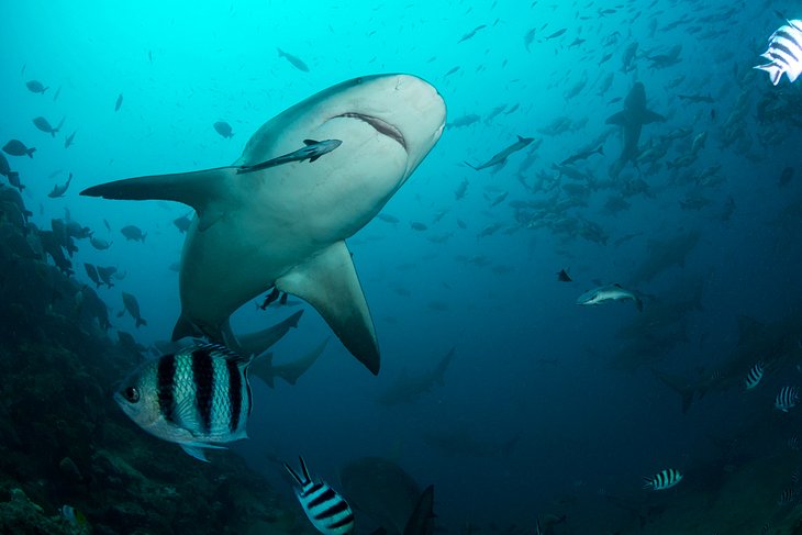 Shark in Beqa Lagoon