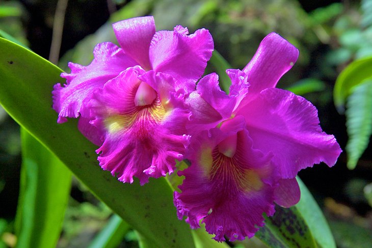 Orchid in the Garden of the Sleeping Giant