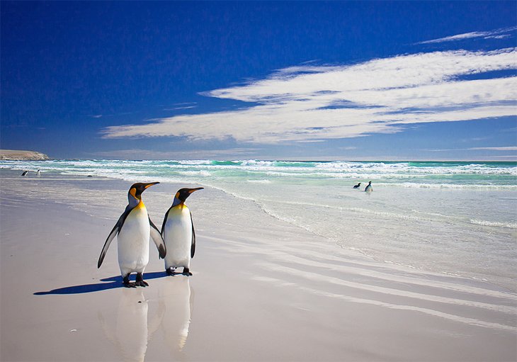 The penguins of Volunteer Point