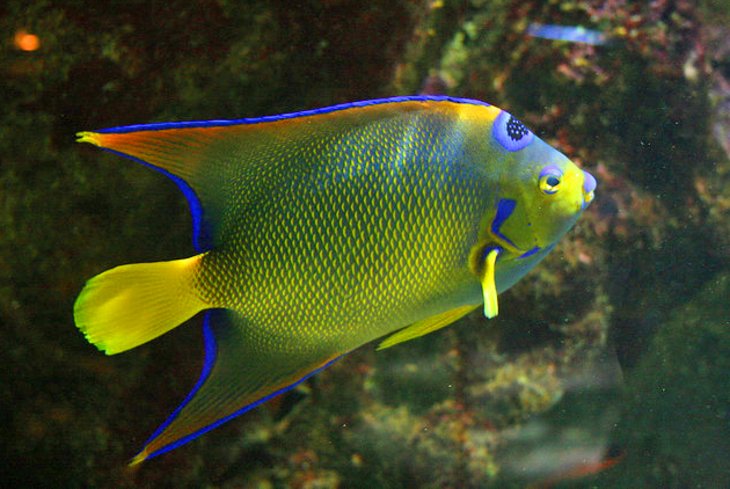 Aquarium de la Guadeloupe