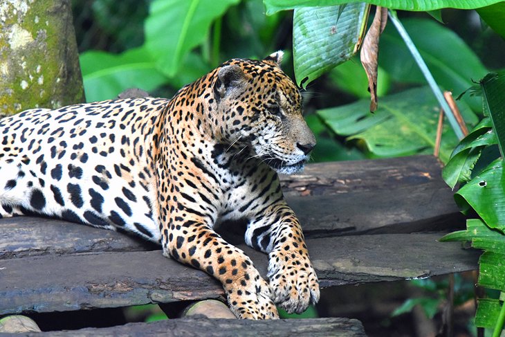 Jaguar at Zoo de Guadeloupe