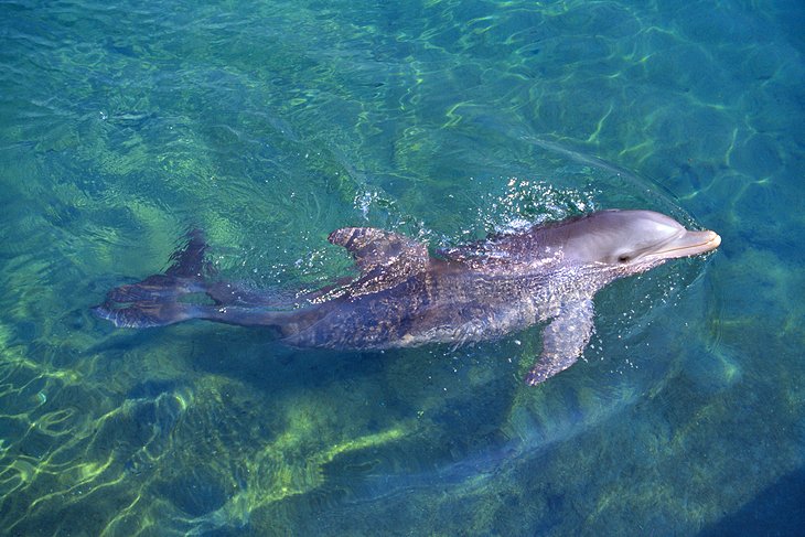 Dolphin Encounter, Roatán Institute for Marine Sciences