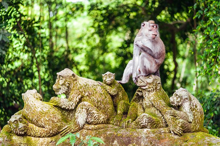 Ubud میمون جنگل