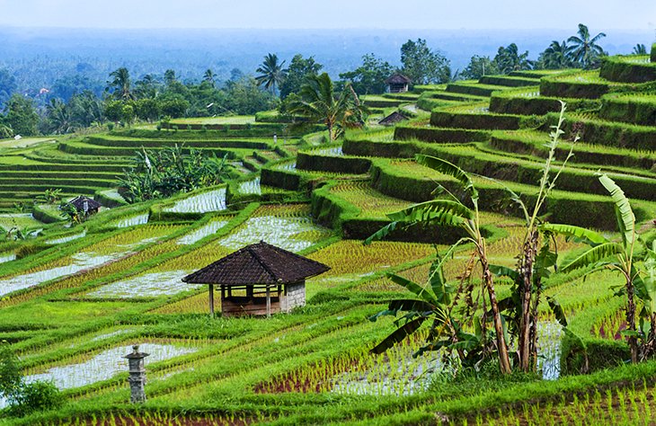 برنج جاتیلووی فیلد، بالی