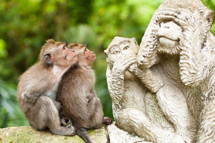 جنگل مقدس میمون، Ubud