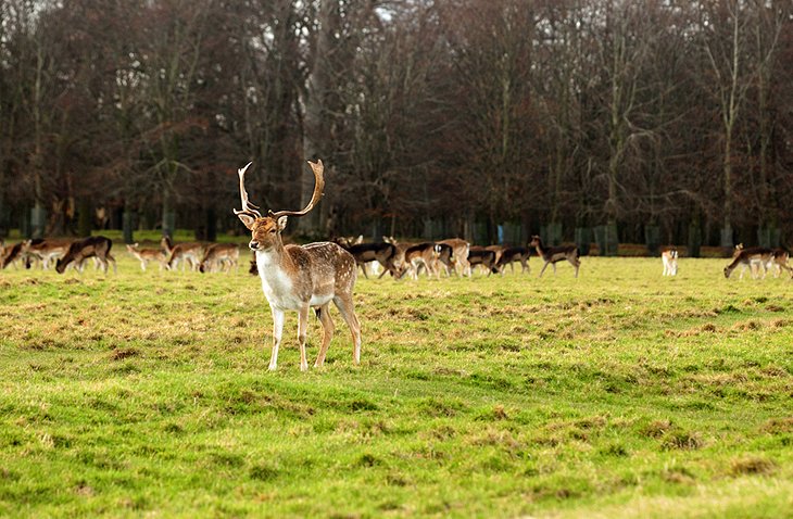 Phoenix Park and Dublin Zoo