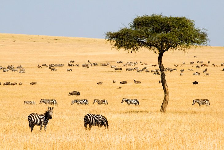 12 Top-Rated Tourist Attractions in Kenya | PlanetWare