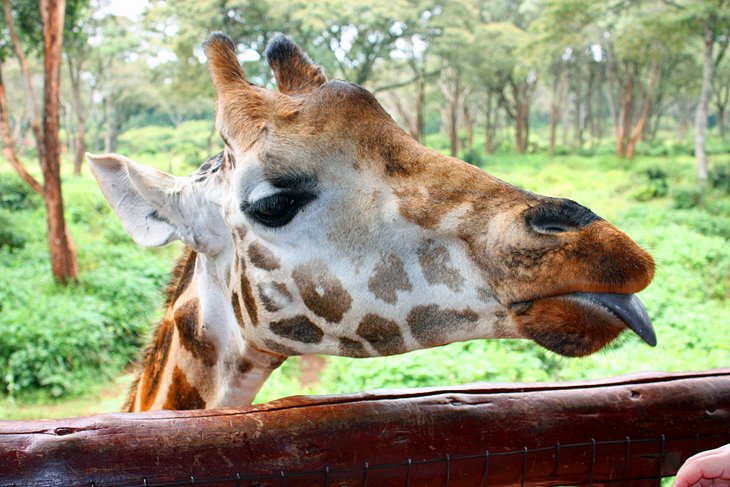 Giraffe Centre