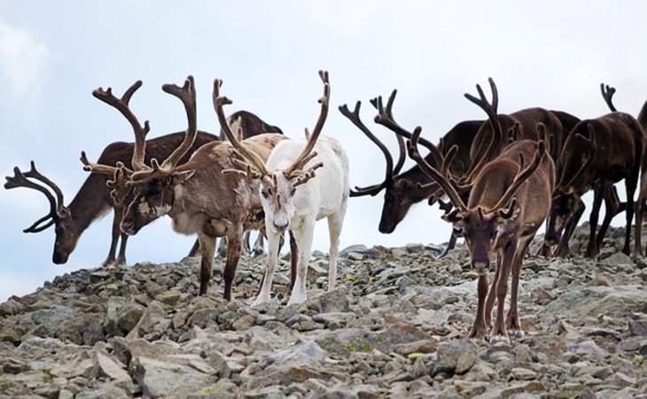 Reindeer in Jotunheimen