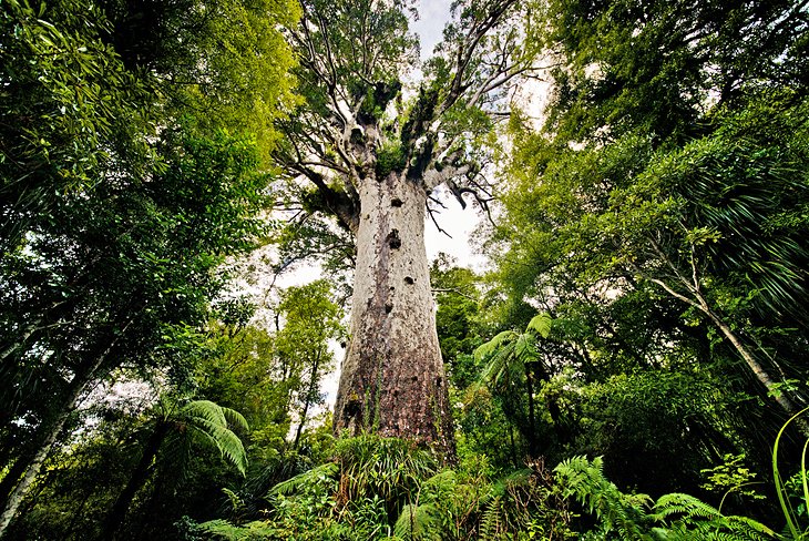 Giant Kauri Trees of the Waipoua Forest