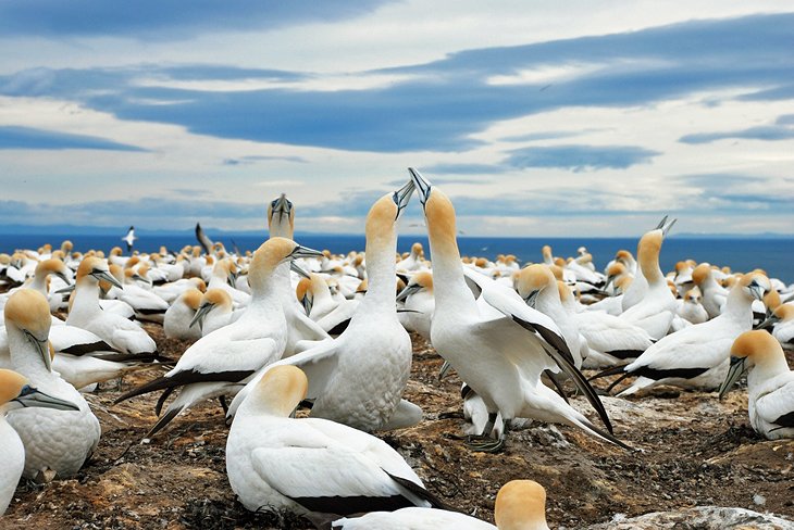 Cape Kidnappers