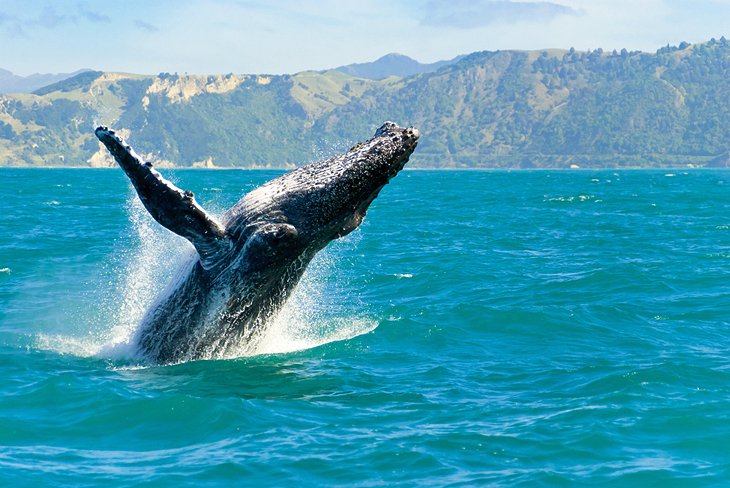 Kaikoura, South Island