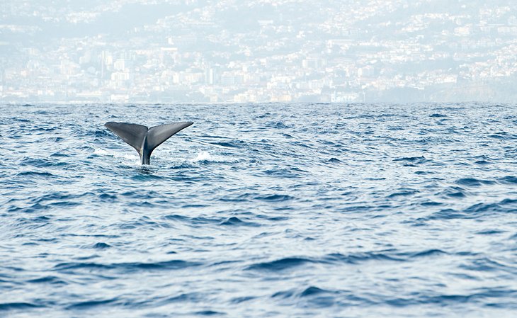 Sperm Whale off Madeira
