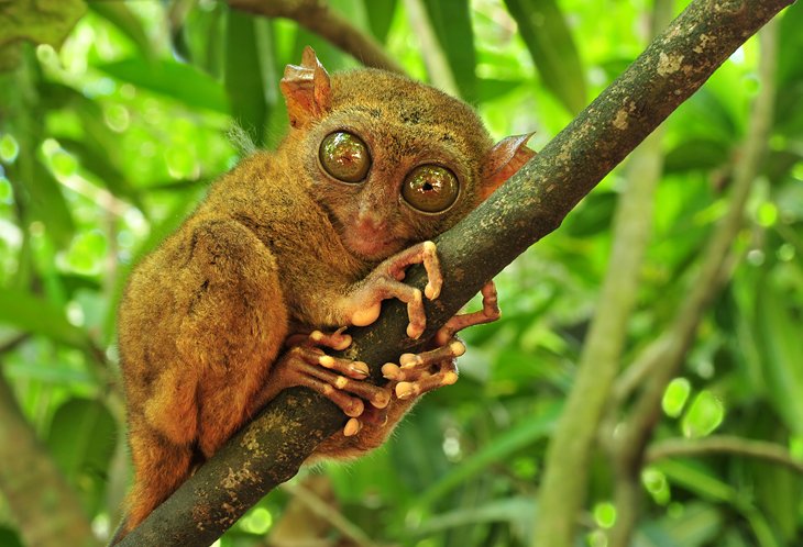 Tarsier