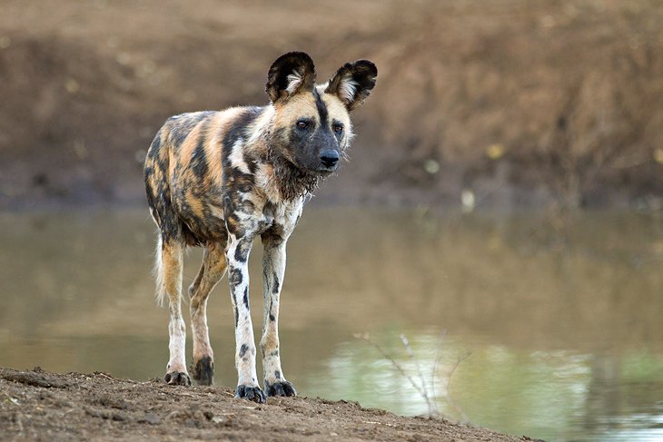 African wild dog at Madikwe Nature Reserve, North West Province
