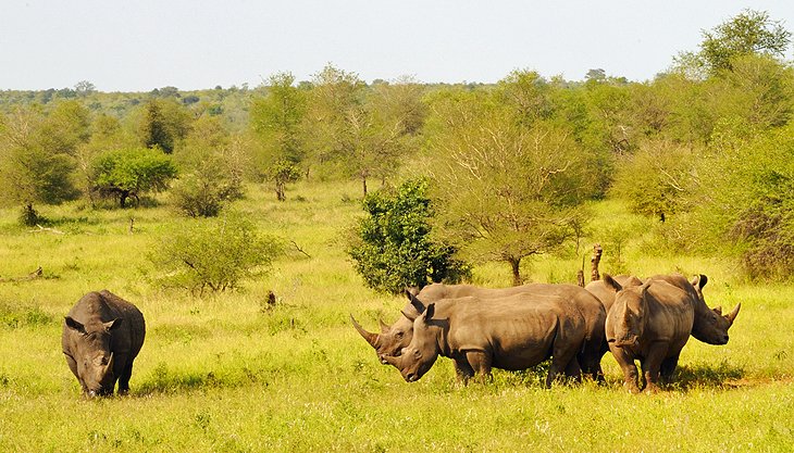 Rhino near Orpen Rest Camp