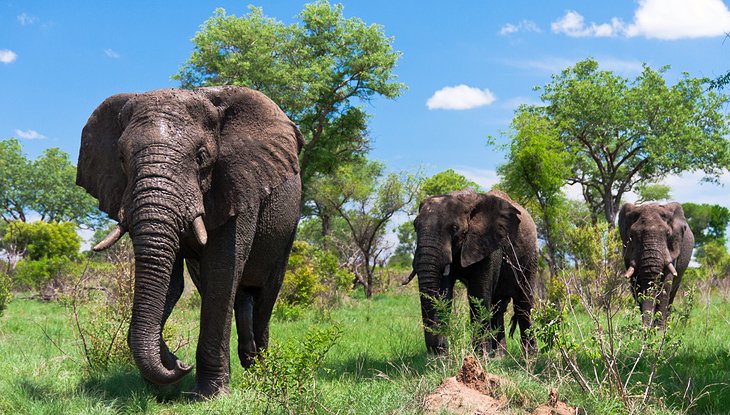 Kruger National Park, Mpumalanga and Limpopo Provinces