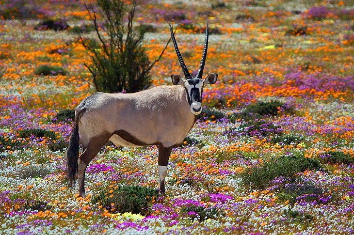 Oryx in Namaqualand