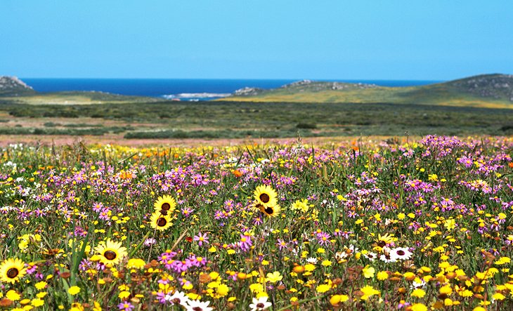 The Wildflowers and Birds of West Coast National Park