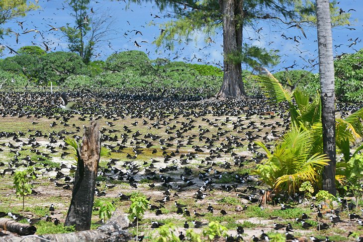 Bird Island