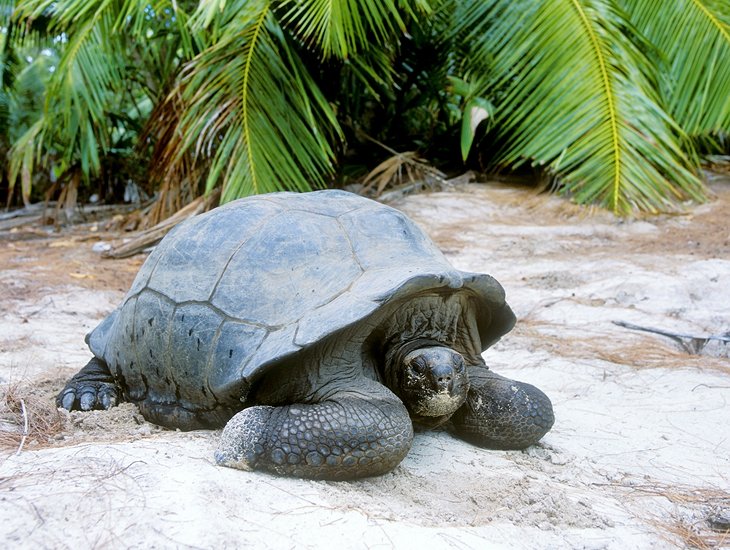 Giant tortoise on Curieuse Island